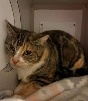 Serenade -  Domestic Short Hair Cat for Adoption in Mason City, Iowa - Serenade | PetCurious