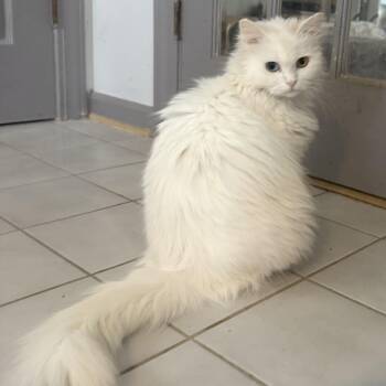 Persian Cats Available for Adoption - Loving Persian Sofi - Bi-colored Eyes | PetCurious