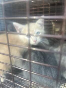 A662532 -  Domestic Short Hair Cat for Adoption in Houston, Texas - A662532 | PetCurious