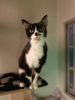 Calico and Domestic Short Hair Cats Available for Adoption in Dallas, Texas - Mama Fratelli | PetCurious
