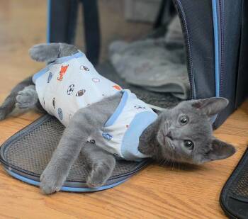 Corolla (Cory) -  Domestic Short Hair Cat for Adoption in Chicago, Illinois - Corolla (Cory) | PetCurious