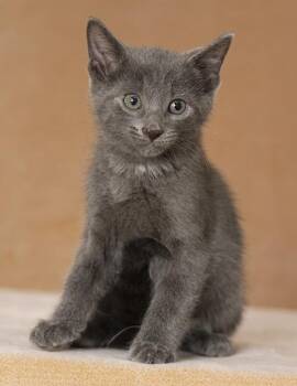 Thor -  Domestic Short Hair Cat for Adoption in Chicago, Illinois - Thor | PetCurious