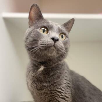 Cash -  Domestic Short Hair Cat for Adoption in Champaign, Illinois - Cash | PetCurious