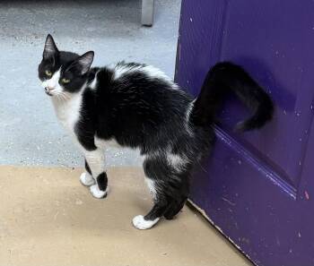 Seneca -  Domestic Short Hair Cat for Adoption in Elkins, West Virginia - Seneca | PetCurious