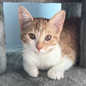 Pipple -  Domestic Short Hair Cat for Adoption in Santa Fe, Texas - Pipple | PetCurious