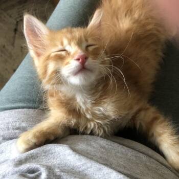 Violet -  Domestic Short Hair Cat for Adoption in Prescott, Arizona - Violet | PetCurious