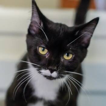 Domestic Short Hair Cats Available for Adoption - Omar | PetCurious