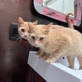 Kramer -  Domestic Short Hair Cat for Adoption in Gibsonia, Pennsylvania - Kramer | PetCurious