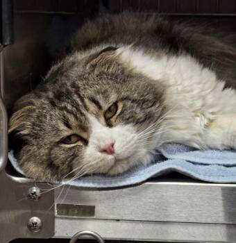 Domestic Medium Hair Cats Available for Adoption in Vancouver, Washington - Vargrum | PetCurious
