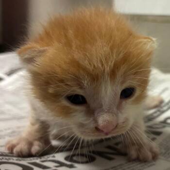 Avalanche -  Domestic Short Hair Cat for Adoption in Yuma, Arizona - Avalanche | PetCurious