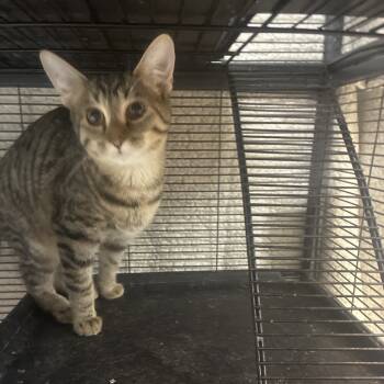 Rescue Domestic Short Hair Cats for Adoption in Portage, Michigan - Catalina | PetCurious