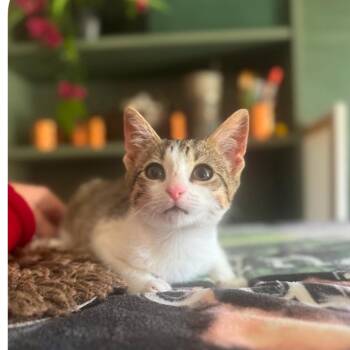 Carmel -  Domestic Short Hair Cat Available for Adoption in Allen, Texas - Carmel | PetCurious