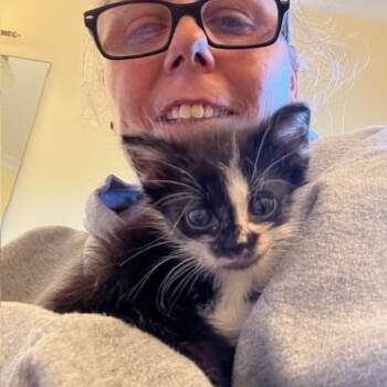 Rescue Domestic Medium Hair Cats for Adoption in Melbourne, Kentucky - Merryweather | PetCurious