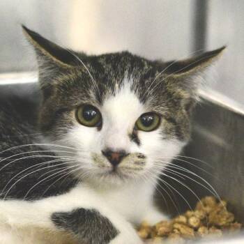 Google -  Domestic Short Hair Cat for Adoption in Idaho Falls, Idaho - Google | PetCurious