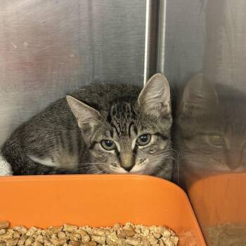 Elmo -  Domestic Short Hair Cat for Adoption in Port Charlotte, Florida - Elmo | PetCurious