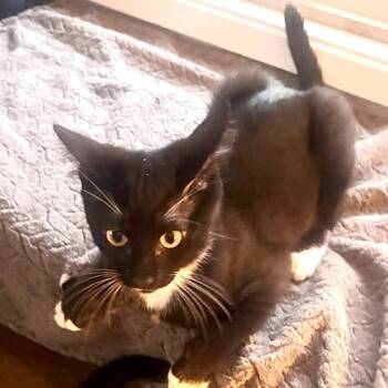 Joey -  Domestic Short Hair Cat for Adoption in Springfield, Oregon - Joey | PetCurious