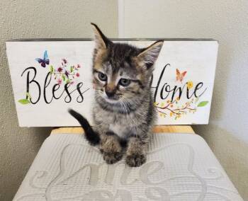 Rescue American Shorthair Cats for Adoption in Bartlesville, Oklahoma - Roo | PetCurious