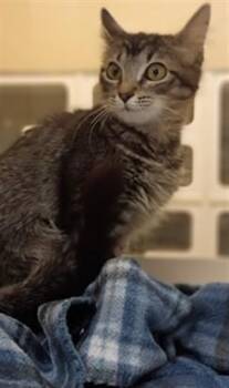 JACK -  Domestic Short Hair Cat for Adoption in Texas City, Texas - JACK | PetCurious