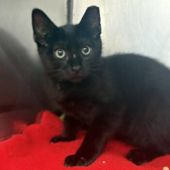 Dumbling 26-0488 -  Domestic Short Hair Cat for Adoption in Yanceyville, North Carolina - Dumbling 26-0488 | PetCurious