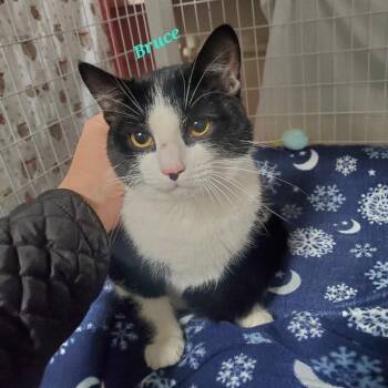 Domestic Short Hair Cats Available for Adoption - Bruce | PetCurious