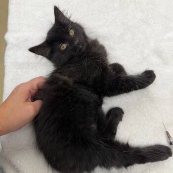 Starling -  Domestic Medium Hair Cat for Adoption in Naperville, Illinois - Starling | PetCurious