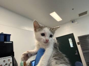 A1931530 -  Domestic Short Hair Cat for Adoption in Thousand Palms, California - A1931530 | PetCurious