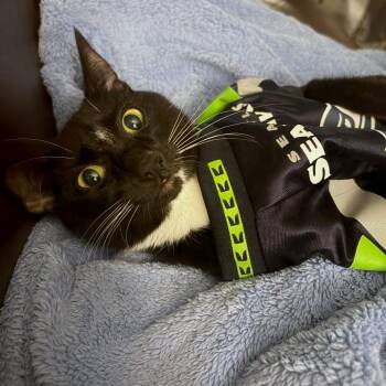 Maxie -  Domestic Short Hair Cat for Adoption in Woodinville, Washington - Maxie | PetCurious