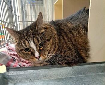 Domestic Short Hair Cats Available for Adoption in Easton, Maryland - TOTTIE | PetCurious