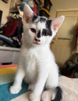 Domestic Short Hair Cats Available for Adoption in North Babylon, New York - Beast Boy | PetCurious