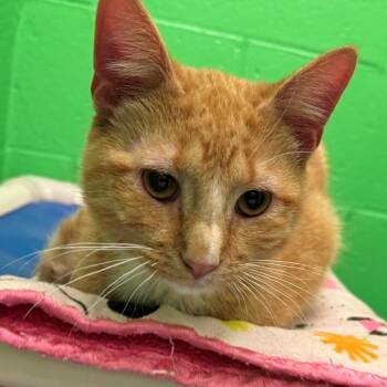 Sawyer -  Domestic Short Hair Cat for Adoption in Edwardsville, Illinois - Sawyer | PetCurious