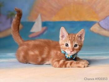 CHANCE -  Domestic Short Hair Cat for Adoption in Sacramento, California - CHANCE | PetCurious