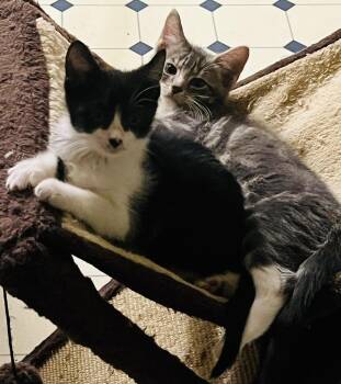 Domestic Short Hair Cats Available for Adoption in Hoboken, New Jersey - Nathaniel (black And White) And Zachary (grey) | PetCurious