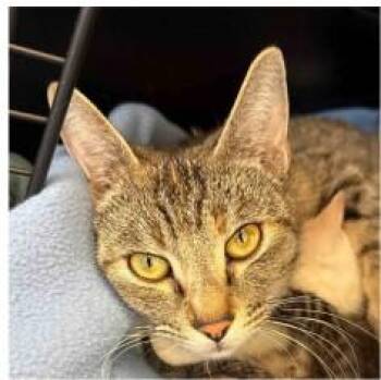 Domestic Short Hair Cats Available for Adoption in Albuquerque, New Mexico - GUINEVERE | PetCurious