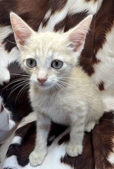 Domestic Short Hair and Tabby Cats Available for Adoption in San Diego, California - Mountain Chicken | PetCurious