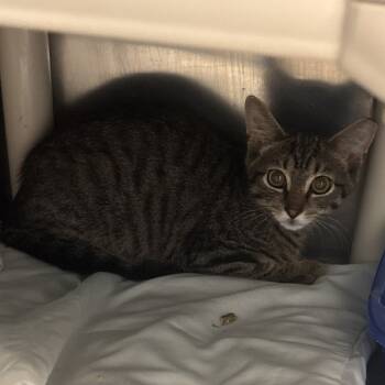 Rescue Domestic Short Hair Cats for Adoption in Newark, New Jersey - Benny | PetCurious