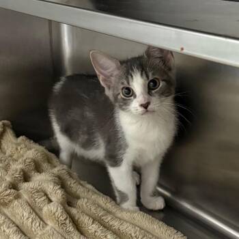 Domestic Short Hair Cats Available for Adoption in Middleburg, Florida - Methylene 28587 | PetCurious