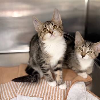 Louise -  Domestic Short Hair Cat for Adoption in Spokane, Washington - Louise | PetCurious