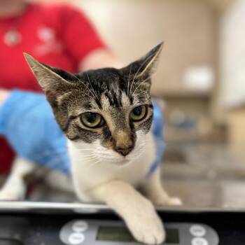 Ramona -  Domestic Short Hair Cat for Adoption in Birmingham, Alabama - Ramona | PetCurious