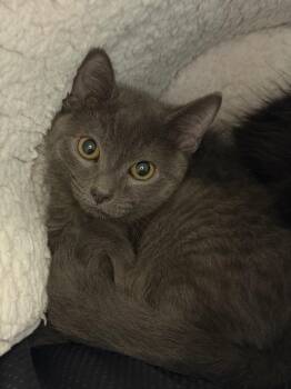 Camellia & Trillium -  Domestic Long Hair Cat for Adoption in Medfield, Massachusetts - Camellia & Trillium | PetCurious