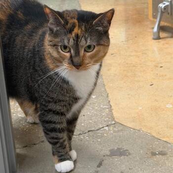 Kit-Kat -  Domestic Short Hair Cat for Adoption in Jessup, Maryland - Kit-Kat | PetCurious