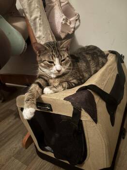 Bouquet -  Domestic Short Hair Cat for Adoption in Salisbury, North Carolina - Bouquet | PetCurious