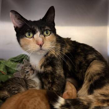 Domestic Short Hair Cats Available for Adoption in Riverwoods, Illinois - Whimsy | PetCurious