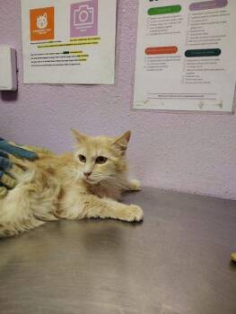 Domestic Medium Hair Cats Available for Adoption in El Paso, Texas - 60822624 | PetCurious
