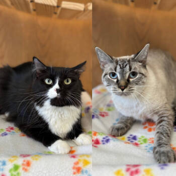 Rescue Domestic Long Hair Cats for Adoption in Fargo, North Dakota - Beawitch--In Foster | PetCurious