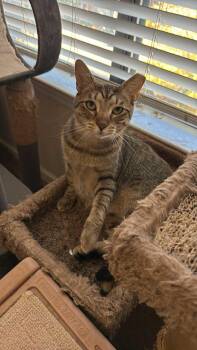 Rescue Domestic Short Hair Cats for Adoption in Charlotte, North Carolina - Leopard | PetCurious