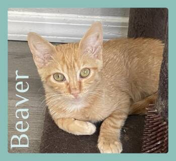 BEAVER -  Tabby Cat for Adoption in Lawton, Oklahoma - BEAVER | PetCurious