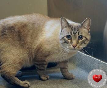 Domestic Short Hair Cats Available for Adoption - Ike | PetCurious