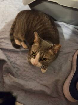 Jilted Jane NC -  Domestic Short Hair Cat for Adoption in Dallas, Texas - Jilted Jane NC | PetCurious