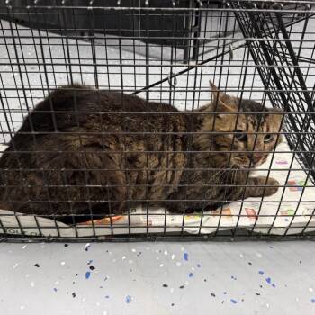 Domestic Short Hair Cats Available for Adoption in Tuscaloosa, Alabama - TUSC-Wildlife-84263 | PetCurious