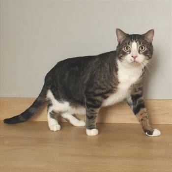 Domestic Short Hair Cats Available for Adoption - Stephen King C68088 | PetCurious